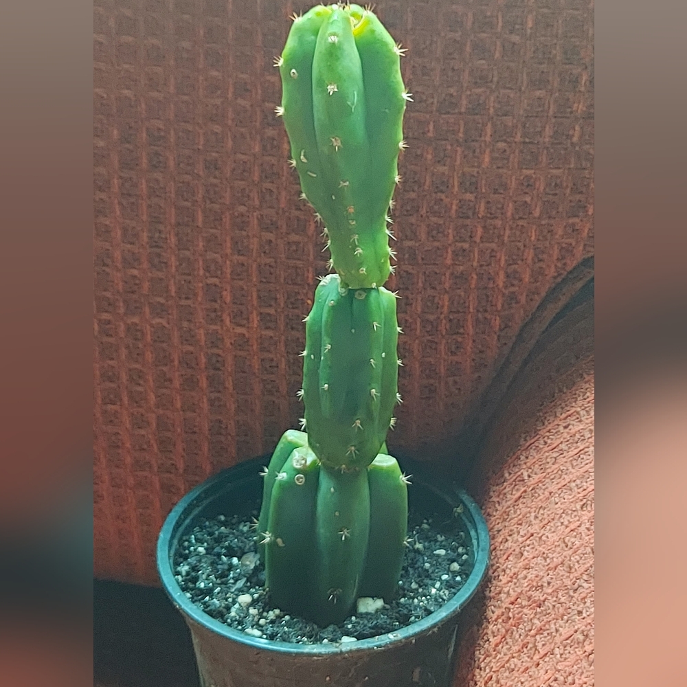 San Pedro Sanpedro Cactus Plant 9"